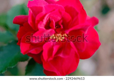 Early summer landscape, bright red colored roses
