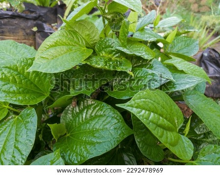 Karuk leaves are one of the traditional herbal medicines that are believed to cure coughs. This plant can grow in tropical climates with wet soil media.