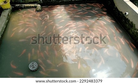 a pond with a size of 6 meters specifically for goldfish