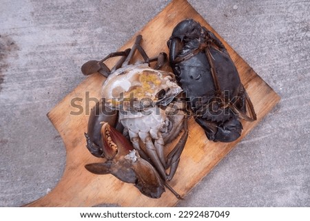 tied black mud crab. Australian Giant Mud Crab (Scylla serrata). Freshly caught and alive


