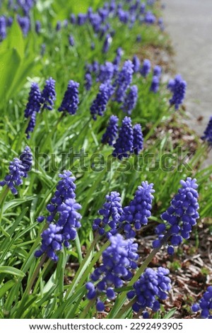 Blue grape hyacinth flowers bloom in a spring garden
 Royalty-Free Stock Photo #2292493905
