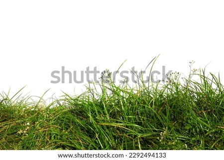 Green Grass Border isolated on white Background