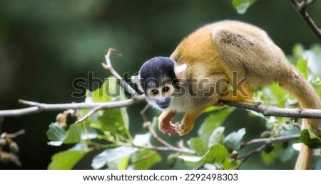 A Squirrel Monkey on a Branch, Keeping Its Hands Free