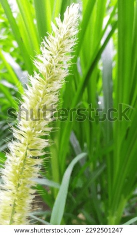A grass flower with grassland.
