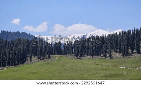 Doodhpathri green meadow amidst Snow Clad Himalayan range: Kashmit