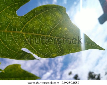 papaya Carica leaves vein photograph, low angle under sunlight splash Royalty-Free Stock Photo #2292503557