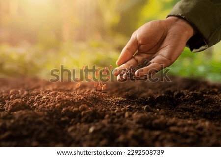 Expert farmer sowing seed on a vegetable bed with green nature and beautiful sunlight background. Royalty-Free Stock Photo #2292508739