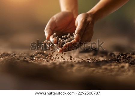 Expert farmer hand sowing seeds of vegetable on prepared soil. Gardening and Agriculture concept. Royalty-Free Stock Photo #2292508787