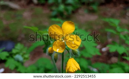 Close up of a yellow color 'Chelidonium majus' flower bud against a bright nature background.