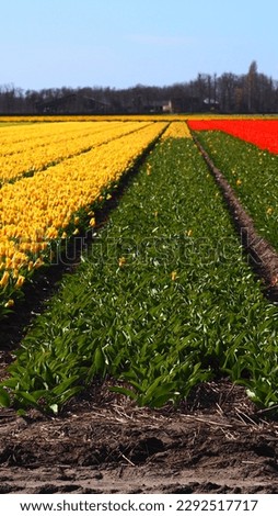 Tulip fields in the Netherlands at Keukenhof