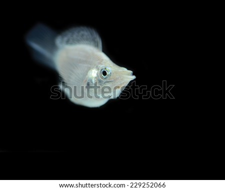 White fish on black background.