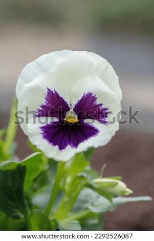 White pansy blossom with dark, purple eye as color contrast.
