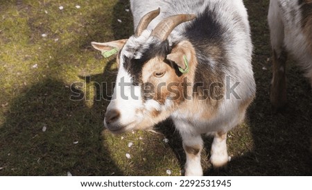 Goats outdoors in the Netherlands