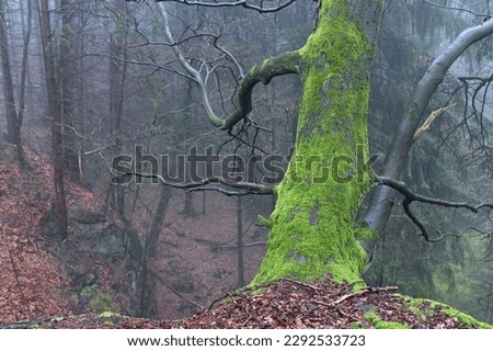 Beech trunk rooted on a slope edge in rainy April forest