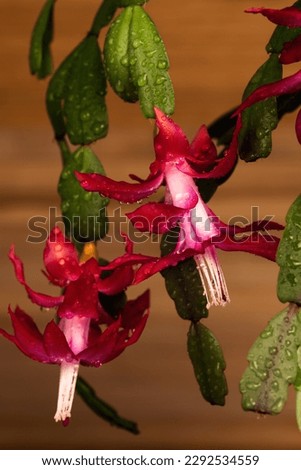 Blurred background with Schlumbergera zygocactus with brown plank background in a room in sunlight. Royalty-Free Stock Photo #2292534559