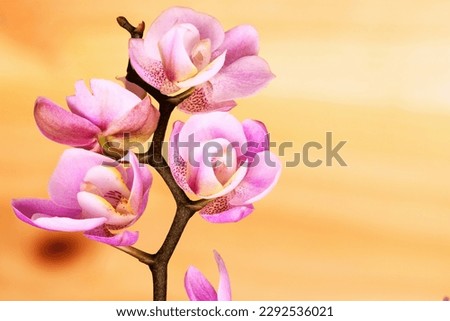 Pink small orchid flowers in soft lighting and wooden blurred background . Flowers and place for text and copy space Royalty-Free Stock Photo #2292536021