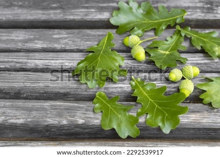 Unripe green acorns and oak leaves lie on old wooden bench. Close-up. Copy space. Selective focus.