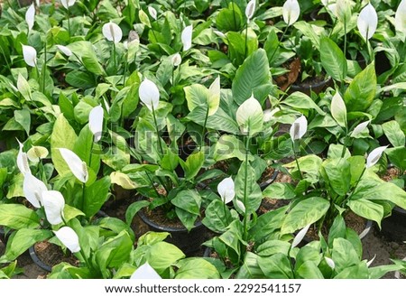 Peace lily seedling bag in the garden for planting for decorative houseplant spathiphyllum wallisii commonly known as peace lily tree ornamental plant reduce carbon and poison absorbing tree Royalty-Free Stock Photo #2292541157