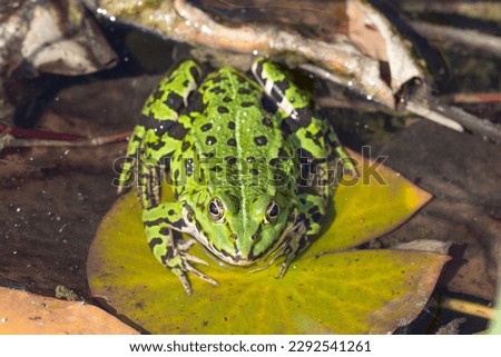 Green Water frog sitting on a lily pad.
Closeup of a Green frog in the water.
Animal species with a big appearance in Europe and Asia. Royalty-Free Stock Photo #2292541261