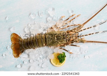 spiny lobster seafood on ice, fresh lobster or rock lobster with herb and spices lemon coriander parsley on background, raw spiny lobster for cooking food or seafood market - top view Royalty-Free Stock Photo #2292541343