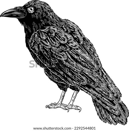 A crow, raven, rook or other black Corvus bird. Original illustration in an old vintage engraved etching woodcut style
