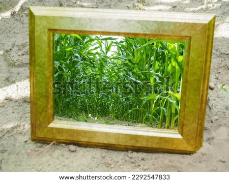 A mirror stands in a field between large green corn plants. Individual parts of the plants are reflected in the mirror.