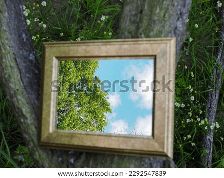 a mirror lies on the forest floor, many green trees can be seen in the mirror.