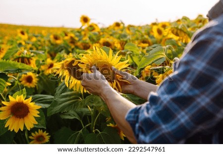 Farmer examines blooming sunflowers in sunny field with his hands. Harvesting. Agriculture concept.