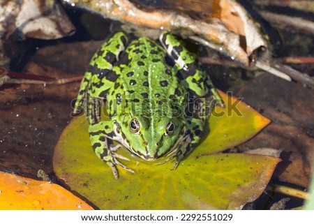 Green Water frog sitting on a lily pad.
Closeup of a Green frog in the water.
Animal species with a big appearance in Europe and Asia. Royalty-Free Stock Photo #2292551029