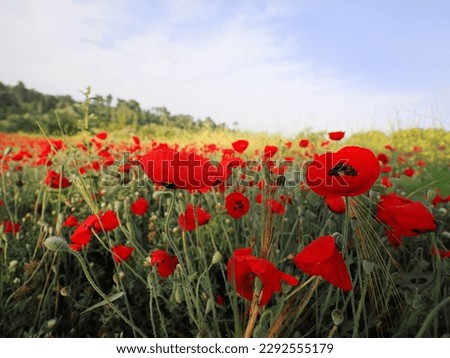 Beautiful field of wild poppies. Blurred background. Israeli Landscape in April. Royalty-Free Stock Photo #2292555179