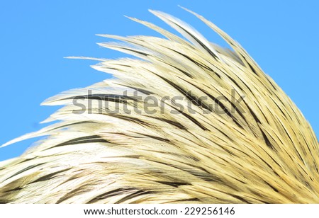 chicken feather on a blue background. As a backdrop.