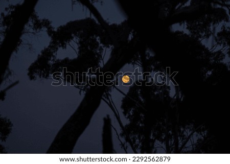 Full moon through the trees in the Australian bush in the outback. 