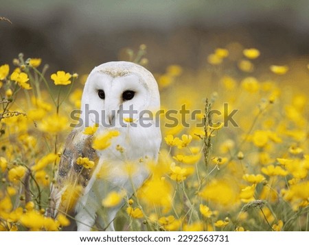 picture of a white owl
