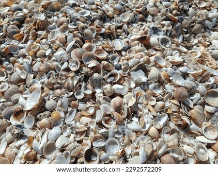 shell background shells of different colors and shapes natural material beach on the sea 