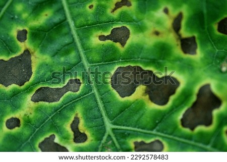 Plant leaves are burned by insects and fungi and become blight.
