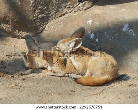 Two desert foxes crouching and sticking together on sand
