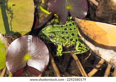 Green Water frog sitting between a lily pad.
Closeup of a Green frog in the water.
Animal species with a big appearance in Europe and Asia.
 Royalty-Free Stock Photo #2292580179