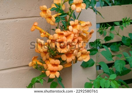 Orange cute flower. General name is CAMPSIS GRANDIFLORA.