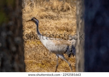 The Common Crane is looking for food on the marsh