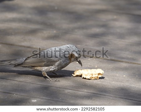 A cricket is eating a piece of bread on a wooden deck