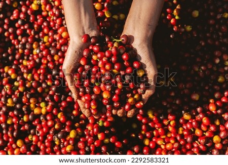 hand holding dried berries coffee beans Royalty-Free Stock Photo #2292583321