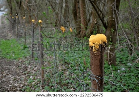 wildlife repellants, scent fences, scented foam repellants, wildlife scent repellants, s, chemical fence, foam fence. on wooden sticks by the road where it runs from the forest, wire fence, forestry Royalty-Free Stock Photo #2292586475