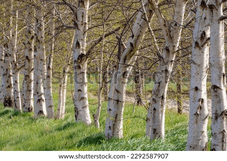 Selective focus of tree trunks in the forest, White bark in early spring, Birch is a thin leaved deciduous hardwood tree of the genus Betula in the family Betulaceae, Nature pattern texture background