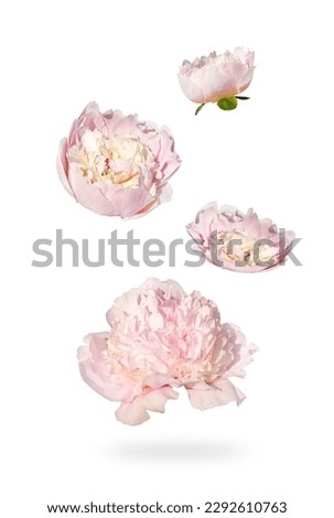 Flying Pink peony blooms at Pink background . Floral levitation concept. Front view. Vertical