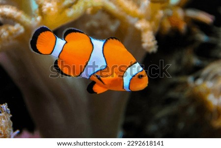 Clown fish, Anemonefish (Amphiprion ocellaris) swim among the tentacles of anemones, symbiosis of fish and anemones Royalty-Free Stock Photo #2292618141