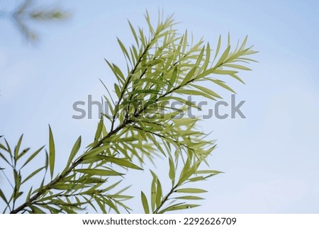 Close-up shot of Melaleuca Alternifolia against clear blue sky with bokeh background