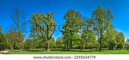 Old and large deciduous trees in a park in Frankfurt am Main in the district Rödelheim and Hausen under a cloudless s Royalty-Free Stock Photo #2292634779