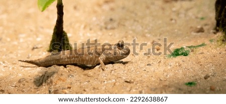 Periophthalmus barbarus crawls over the sand and mud and courtes himself and looks for a partner, the best photo.