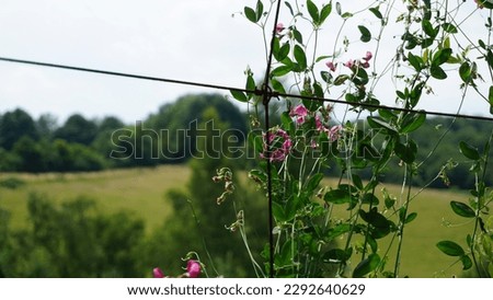 This is a close up picture of rose and pink flowers on a sunny spring day in an ice age wildlife enclosure in Neandertaler, Germany.