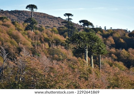 This breathtaking photograph captures the stunning beauty of the Andean Araucania region in Chile during autumn. The scene features Araucaria trees and forest, adorned in the typical hues of fall. Royalty-Free Stock Photo #2292641869